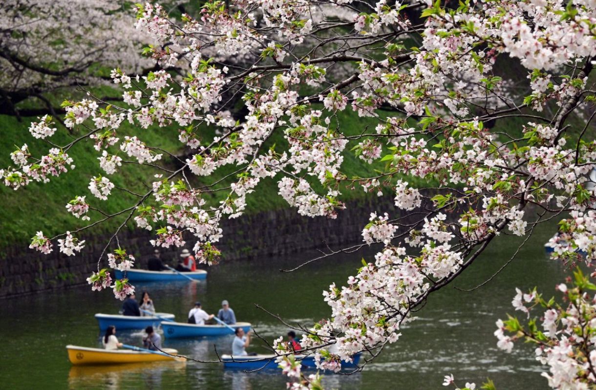 ぽかぽか 桜ひらひら：東京新聞デジタル
