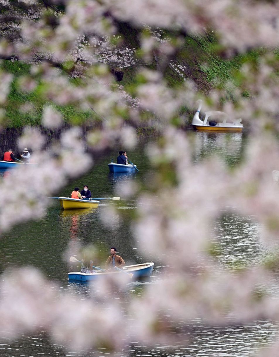 ぽかぽか 桜ひらひら：東京新聞デジタル