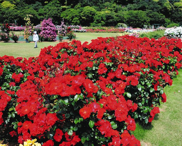 彩り豊かに バラ3000株咲き誇る 東京ドイツ村：東京新聞デジタル