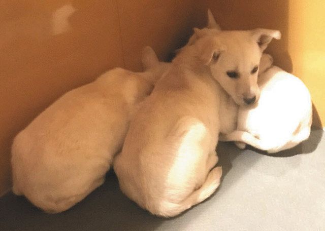 1匹でも多くの命救う 前橋市内に保健所収容の犬猫保護施設を開設 トレーナー 獣医師らが世話 家庭へ 東京新聞 Tokyo Web