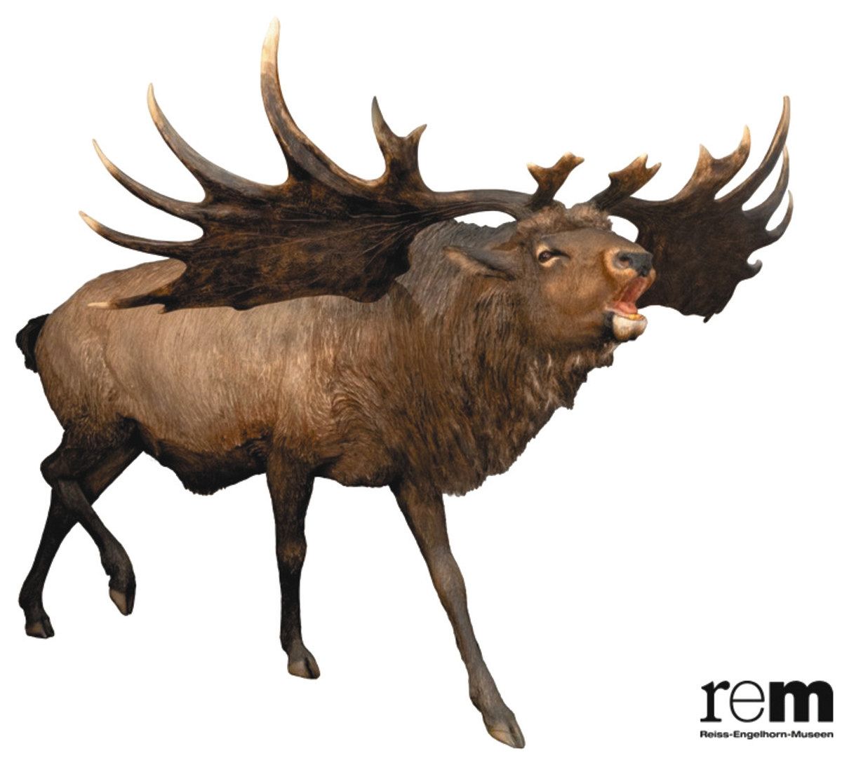 特別展「氷河期展 〜人類が見た4万年前の世界〜」 「命運」を分けた