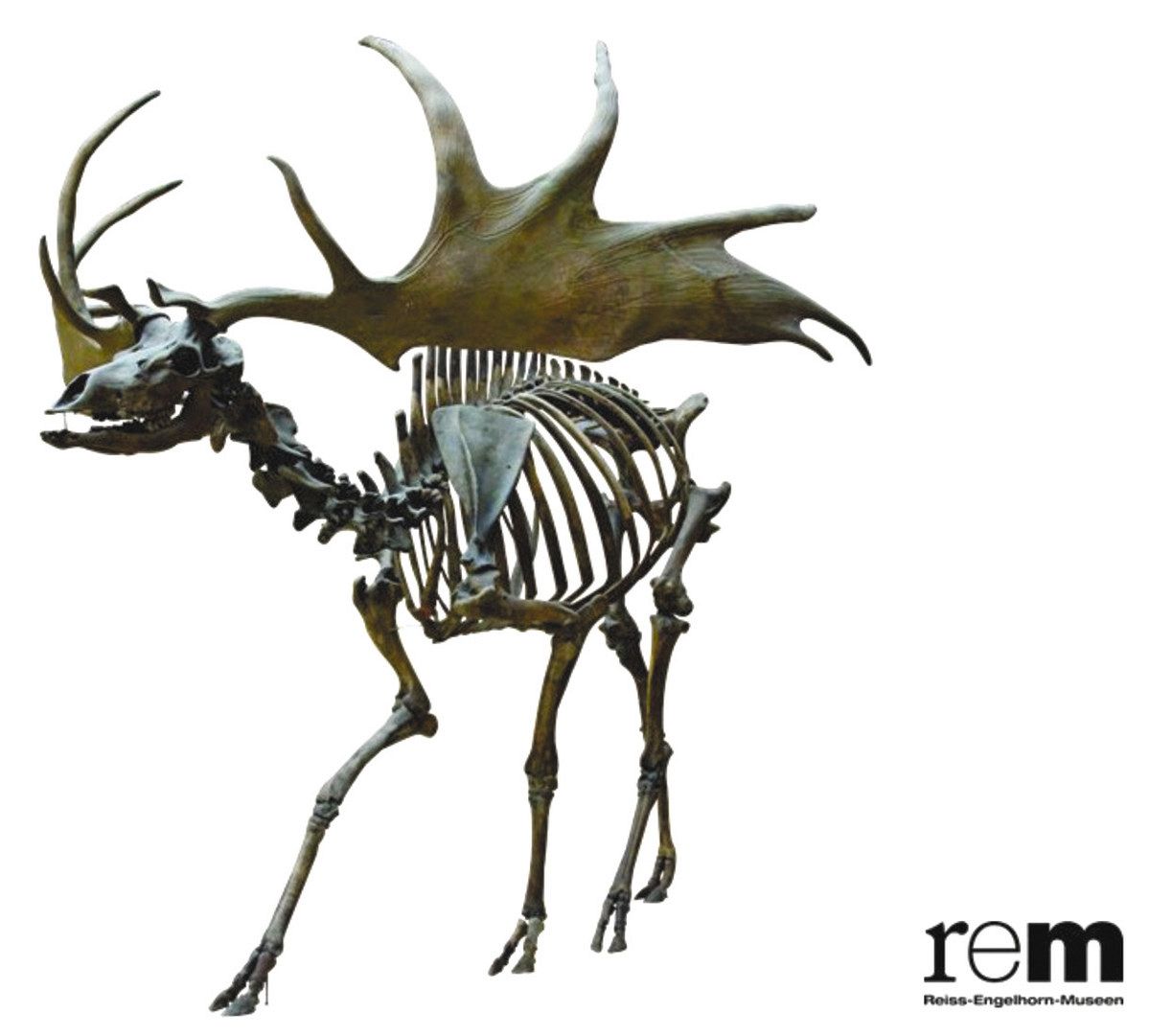 特別展「氷河期展 〜人類が見た4万年前の世界〜」 「命運」を分けた