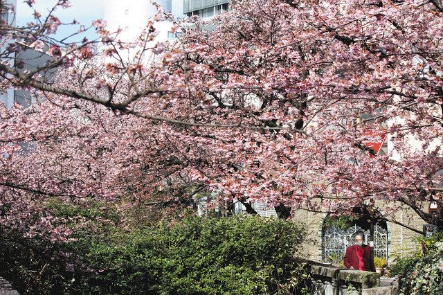 あたみ桜 糸川覆う 今月半ばまで見頃 東京新聞 Tokyo Web あたみ桜 糸川覆う 今月半ばまで見頃 東京新聞 Tokyo Web