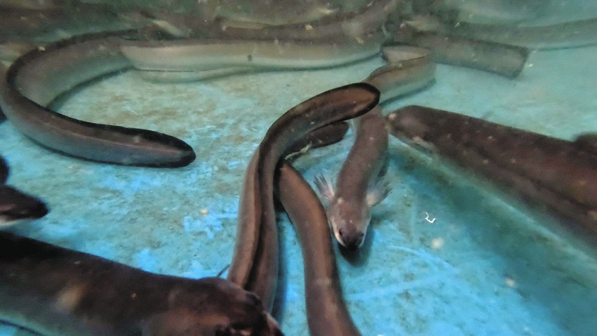 ウナギ完全養殖に近畿大も成功 気軽に食べられる日はいつ来る? エサにも水にも繊細「仔魚」育てる難しさ:東京新聞デジタル
