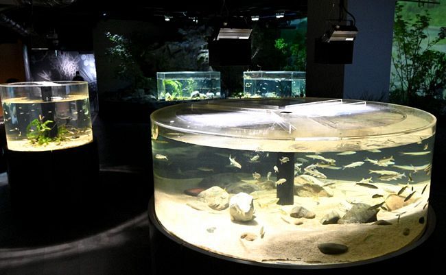 川崎水族館 カワスイ がオープンを前に報道公開 東京新聞 Tokyo Web