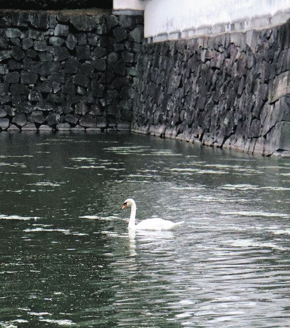 皇居外苑の桔梗濠をゆっくり泳ぐコブハクチョウ＝東京都千代田区で