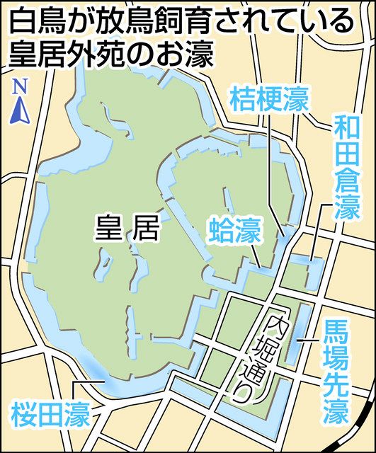 皇居のお濠からシンボル・白鳥が消える？ 実は外来種の翼を手術し放鳥