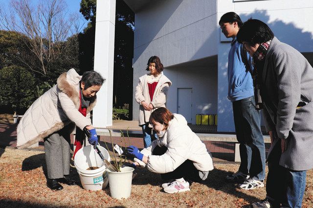 バラ「ＩＣＡＮ」を植える和田征子さん（左）と明治学院大の学生たち＝横浜市戸塚区で