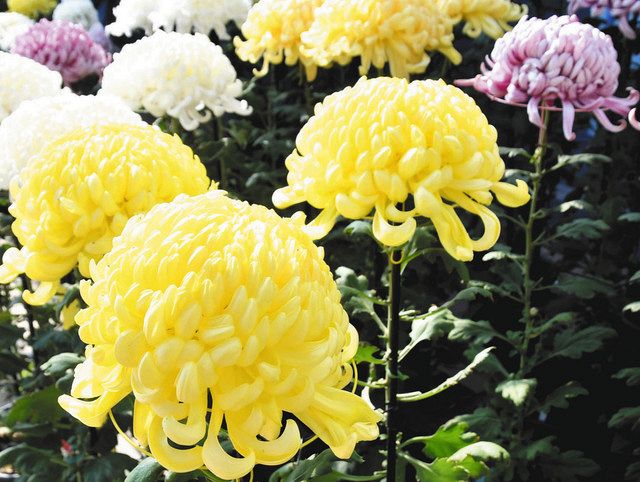 花に舞い踊る 菊 高貴な姫の純粋な恋 東京新聞 Tokyo Web 花に舞い踊る 菊 高貴な姫の純粋な恋 東京新聞 Tokyo Web