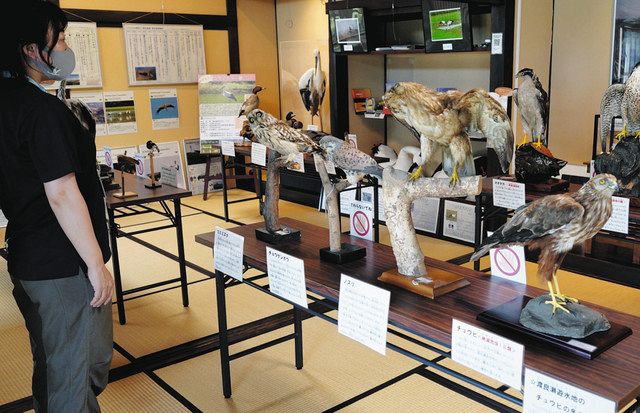 迫力たっぷり!! 渡良瀬遊水地の野鳥の剥製 31日まで 小山の