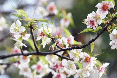 師走彩るヒマラヤザクラ 戸越公園で見ごろ 東京新聞 Tokyo Web