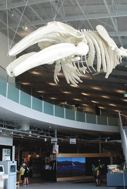 「アキシマエンシス」で展示されている等身大骨格のレプリカ（昭島市提供）