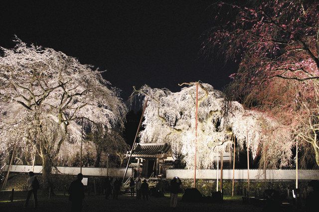 ライトアップされた境内のしだれ桜＝秩父市の清雲寺で
