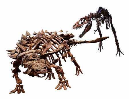 ズールの実物化石登場「恐竜博2023」 上野の国立科学博物館：東京新聞