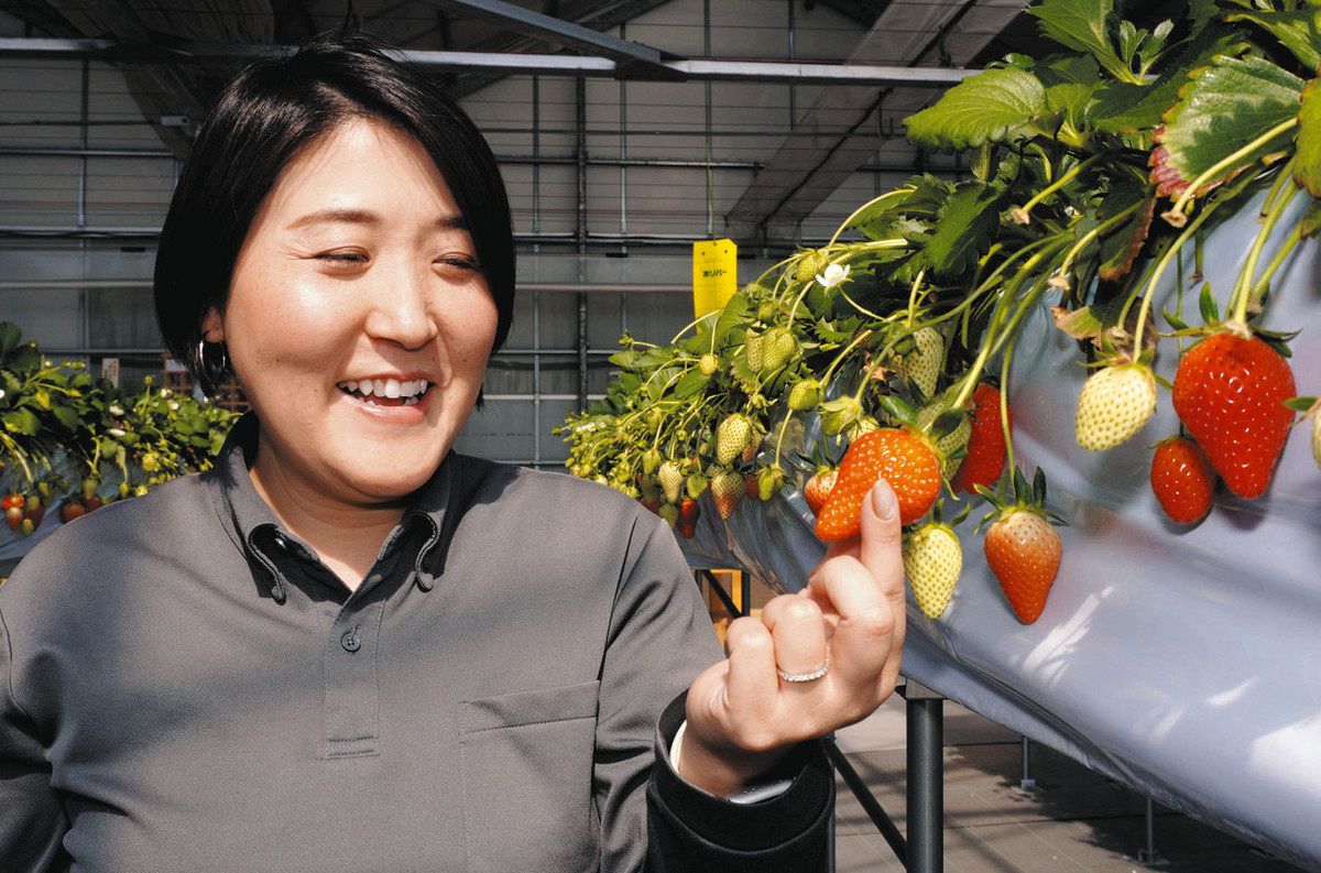 群馬自慢の「やよいひめ」香港に輸出 ライバル「あまおう」のピーク