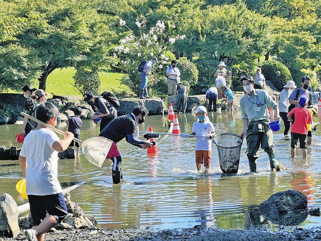 墨田・ひょうたん池 「かいぼり」で300匹救出：東京新聞デジタル