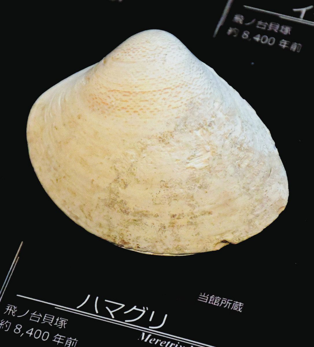 縄文時代にも寒冷期 貝塚のハマグリから気候変動探る 畑山さん 縄文時代にも寒冷期 貝塚のハマグリから気候変動探る 畑山さん