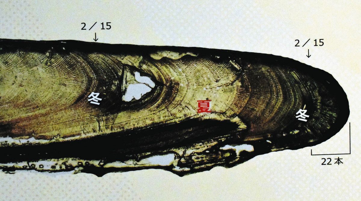 縄文時代にも寒冷期 貝塚のハマグリから気候変動探る 畑山さん研究 