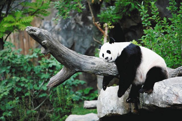 ２００７年８月、米ワシントンの国立動物園で昼寝するジャイアントパンダのメイシャン＝ロイター・共同