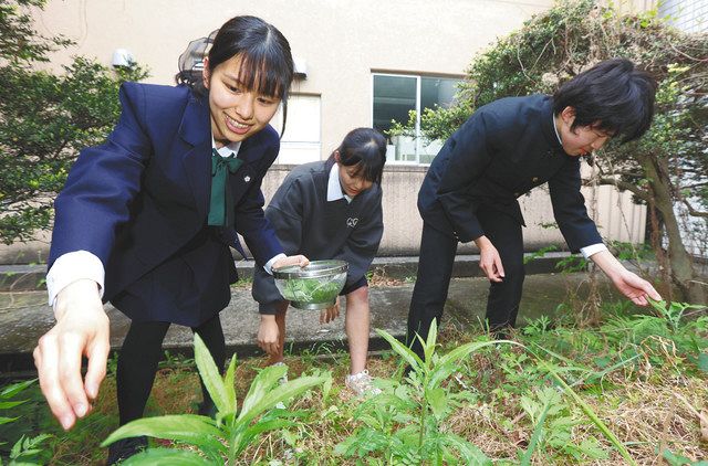 ヨモギを摘む（左から）日比谷高校雑草研究部の宮崎さん、岸本さん、河崎さん＝千代田区で
