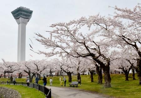 函館 五稜郭公園で桜が見頃 花見客の姿も 市は内堀を封鎖 東京新聞 Tokyo Web