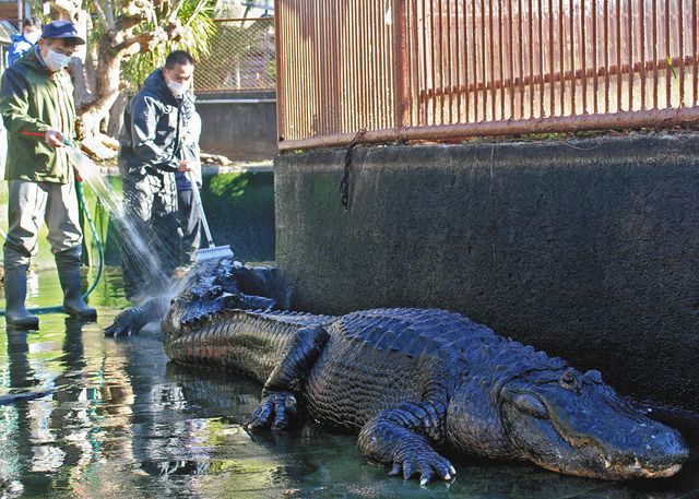 ワニもピカピカに 東伊豆 バナナワニ園 池を大掃除 東京新聞 Tokyo Web