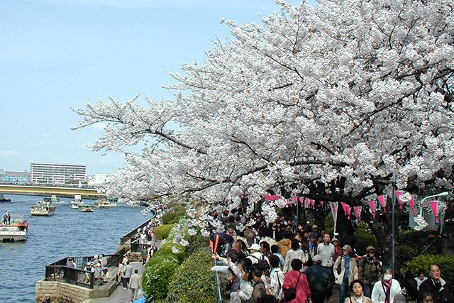 お花見・向島】江戸時代からの桜の名所・隅田川で伝統的な和菓子を