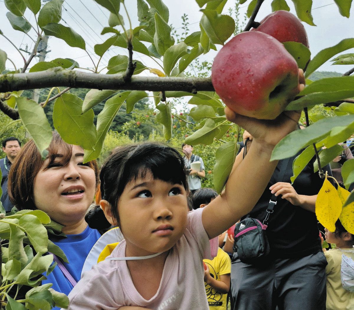 園児招き、沼田の「りんご園」統一開園式 小ぶりだけど甘い、もぎ取り