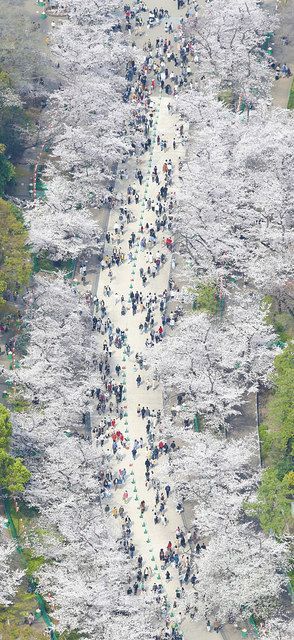 上野公園に花見の人波、密避け通り抜け 宣言解除後、初めての週末