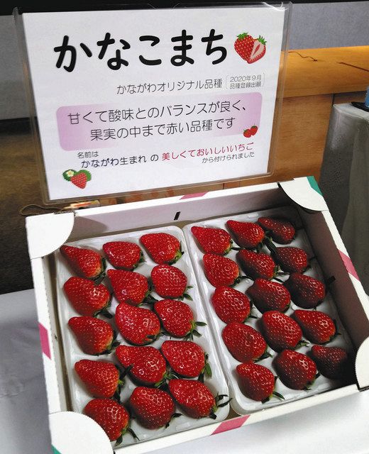 イチゴ新品種 かなこまち 開発 甘みと酸味のバランス良く 神奈川県農業技術センター 東京新聞 Tokyo Web