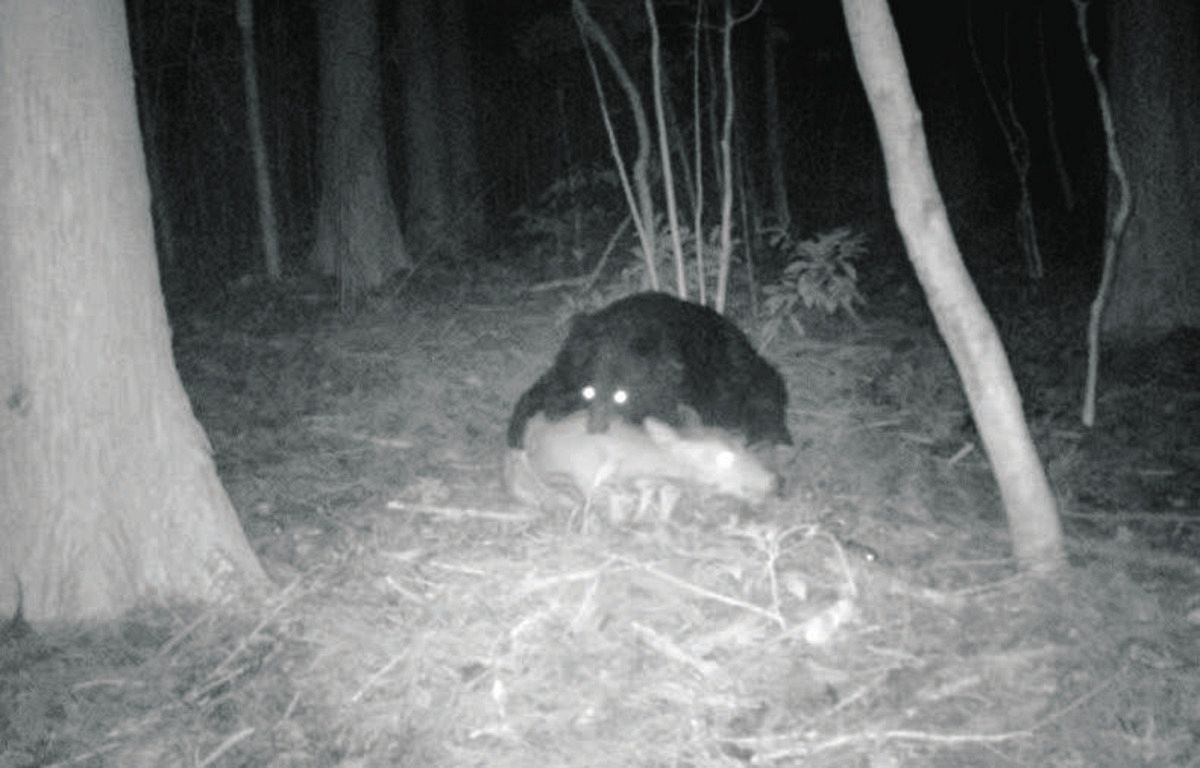 最怖OSO18がよぎる… 野生のクマが「わな」にかかったシカを食べる衝撃