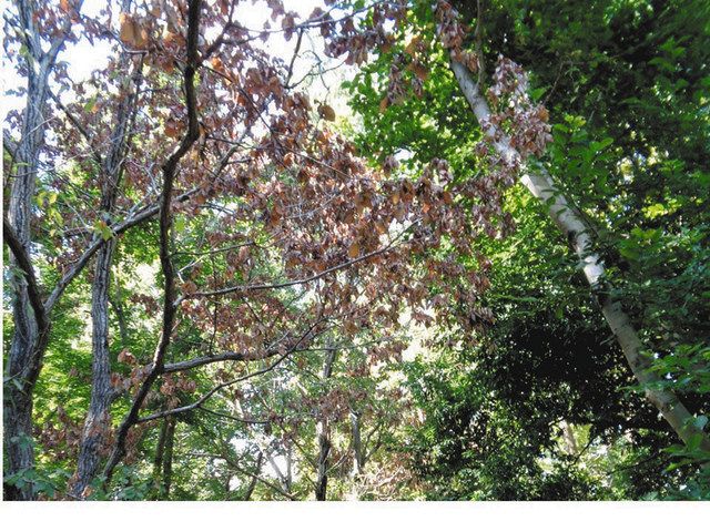 県内初 ナラ枯れ つくばで確認 県が警戒情報提供呼びかけ 東京新聞 Tokyo Web
