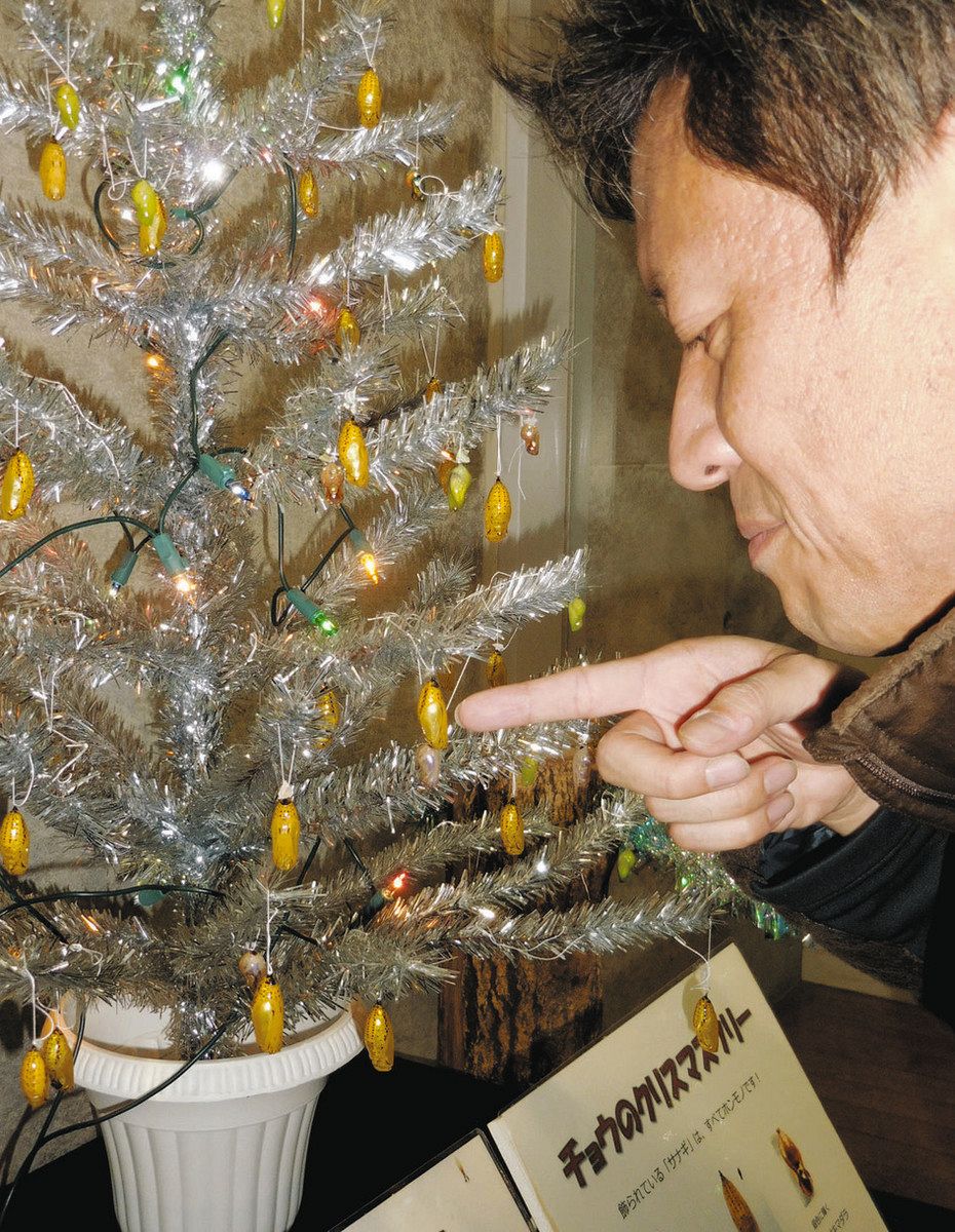 金や銀のサナギでXマスツリー彩る 桐生・県立ぐんま昆虫の森 22日まで