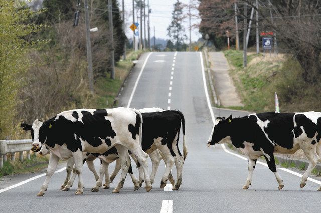 避難時に放され、県道を歩く乳牛の群れ＝２０１１年４月１８日、南相馬市で（豊田直巳さん提供）
