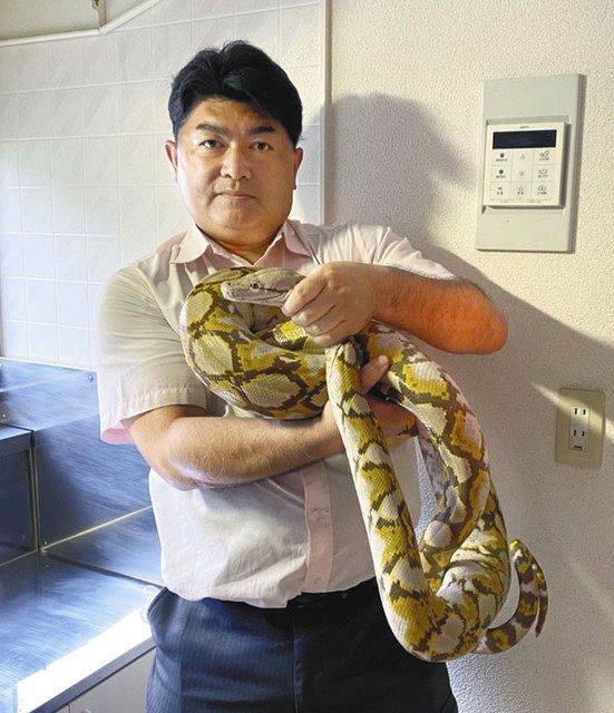 飼い主の部屋の屋根裏で発見し、捕獲したアミメニシキヘビを抱える日本爬虫類両生類協会の白輪剛史理事長＝本人提供（いずれも22日午後、横浜市戸塚区で）