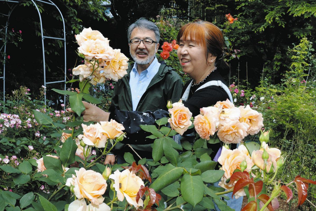 色とりどり バラ300種見頃 川崎・個人農園、18日まで：東京新聞デジタル