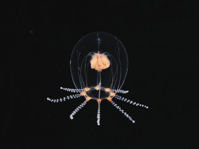 新江ノ島水族館でオトヒメクラゲ展示 こん棒を持つ踊り子のよう：東京