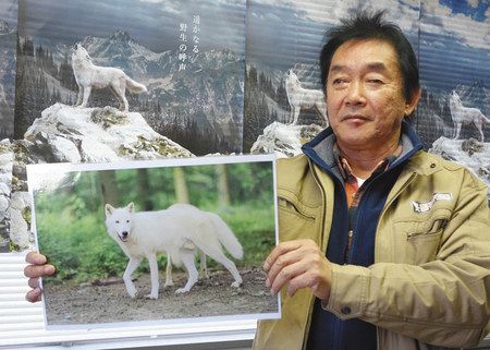 幻のホッキョクオオカミ 那須どうぶつ王国 新施設で２頭を展示 来年３月２０日から 東京新聞 Tokyo Web