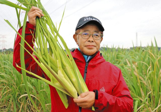 柏で唯一栽培の「マコモタケ」刈り取りしませんか 手賀沼湖畔で最盛期 あす収穫祭：東京新聞デジタル