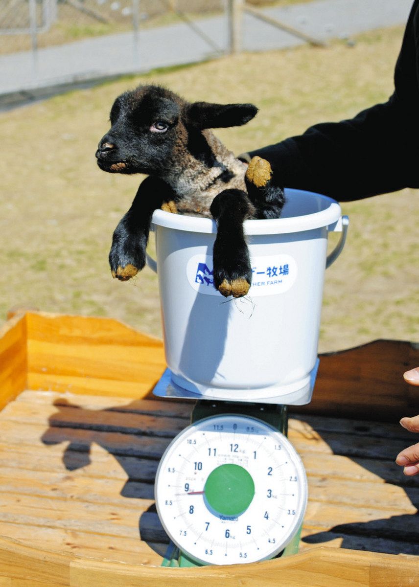 マザー牧場が「バケツひつじ」キーホルダー発売 おとなしくなる「体重
