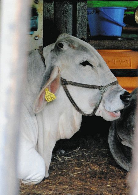飼育されている、耳が長く垂れた白牛
