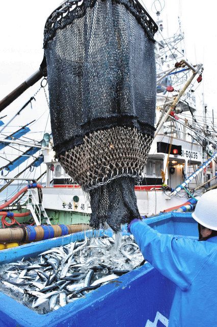 銚子漁港で水揚げされた初サンマ＝１１月２２日撮影（市提供）
