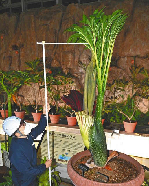 世界最大級の花が世界で2例目の姿に　神代植物公園「ショクダイオオコンニャク」開花