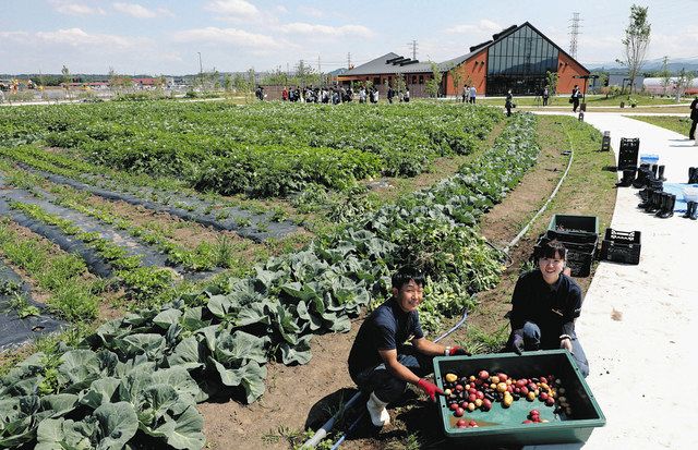 農園で収穫したばかりの色とりどりのジャガイモを披露する山崎さん（左）と鎌田さん。奥の建物にレストランやマルシェが入る＝いずれも深谷市で
