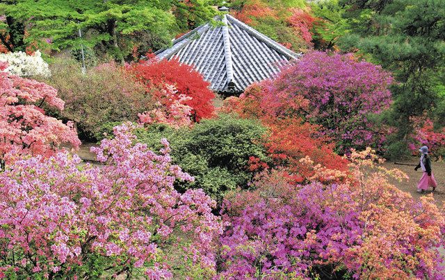 ツツジ鮮やか800株 群馬・富岡の宮崎公園、5月14日まで「つつじ祭り