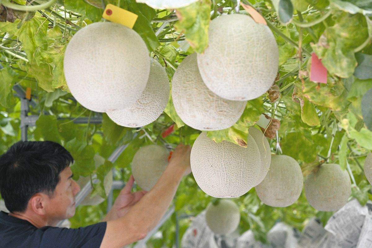 水耕栽培では難しい…それでも「まちだシルクメロン」を生み出した