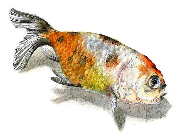 絵画　魚と何か　作者不明 agmotokawa_simakinya-yakudou