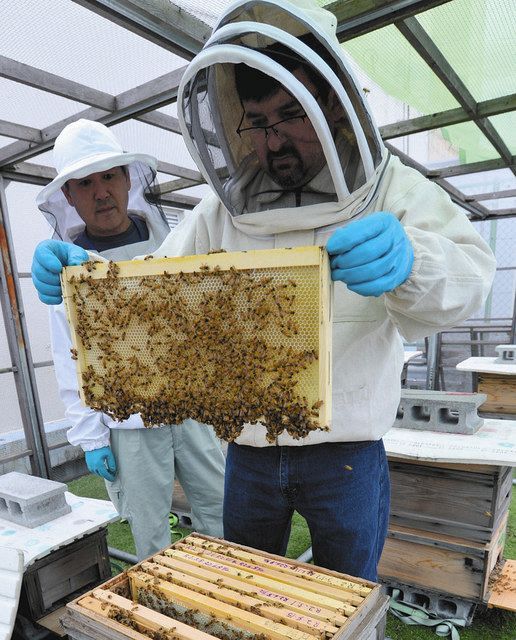 市役所の屋上でミツバチの成育状況を確認するリン・ジェンキンスさん（右）（６月中旬に撮影）