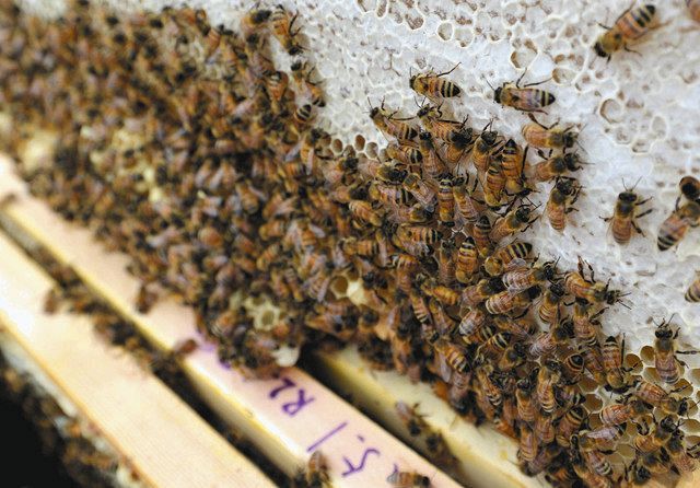 巣箱が増え、仲間が約２０万匹に倍増した清瀬のミツバチ＝清瀬市役所の屋上で
