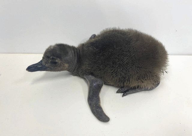 ぼんぼり ももは あさひです すみだ水族館でマゼランペンギンの赤ちゃん誕生 東京新聞 Tokyo Web